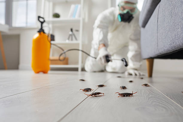 Post-Treatment Bed Bug Interceptor Monitoring in Houston